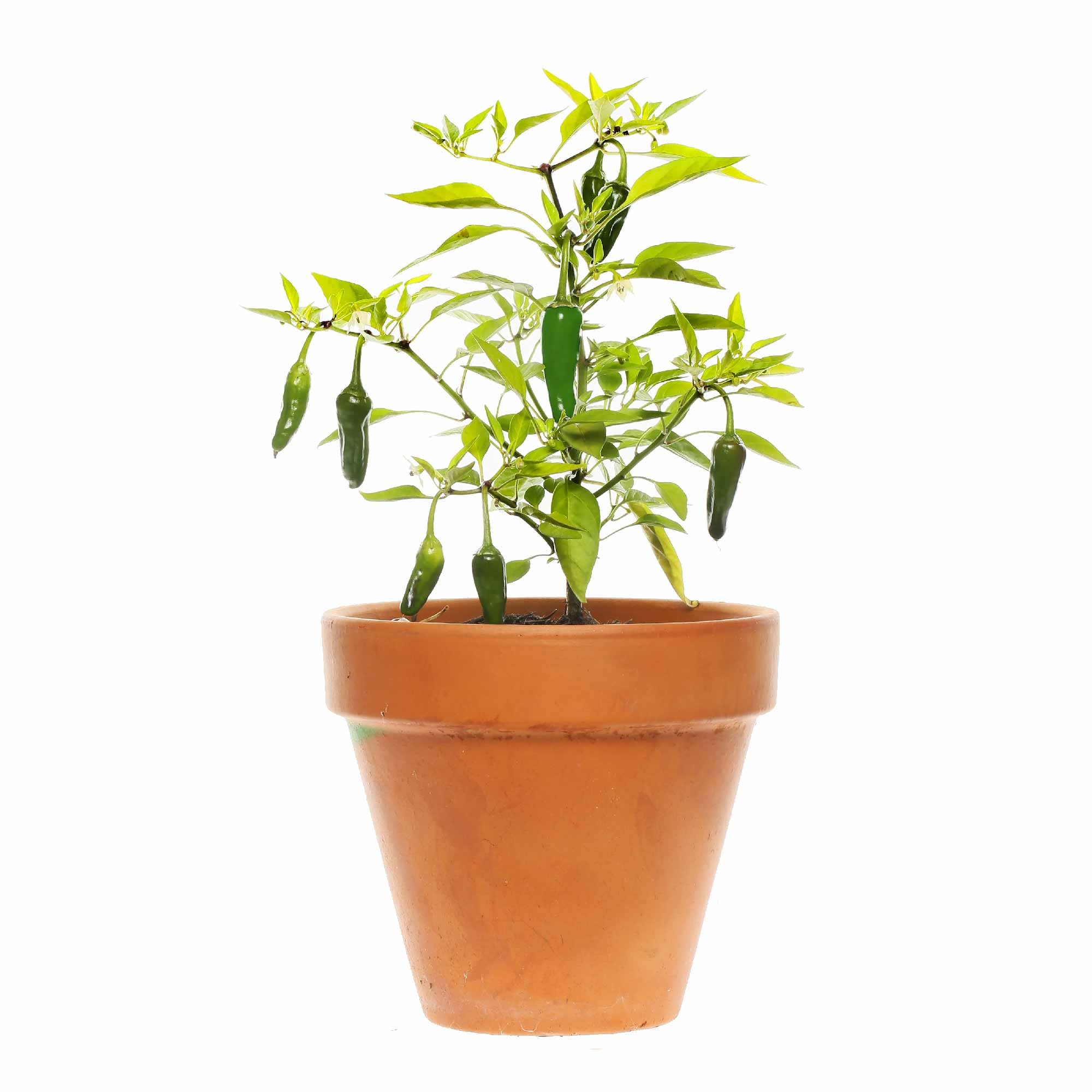 Green Chilli Seeds - Image 27
