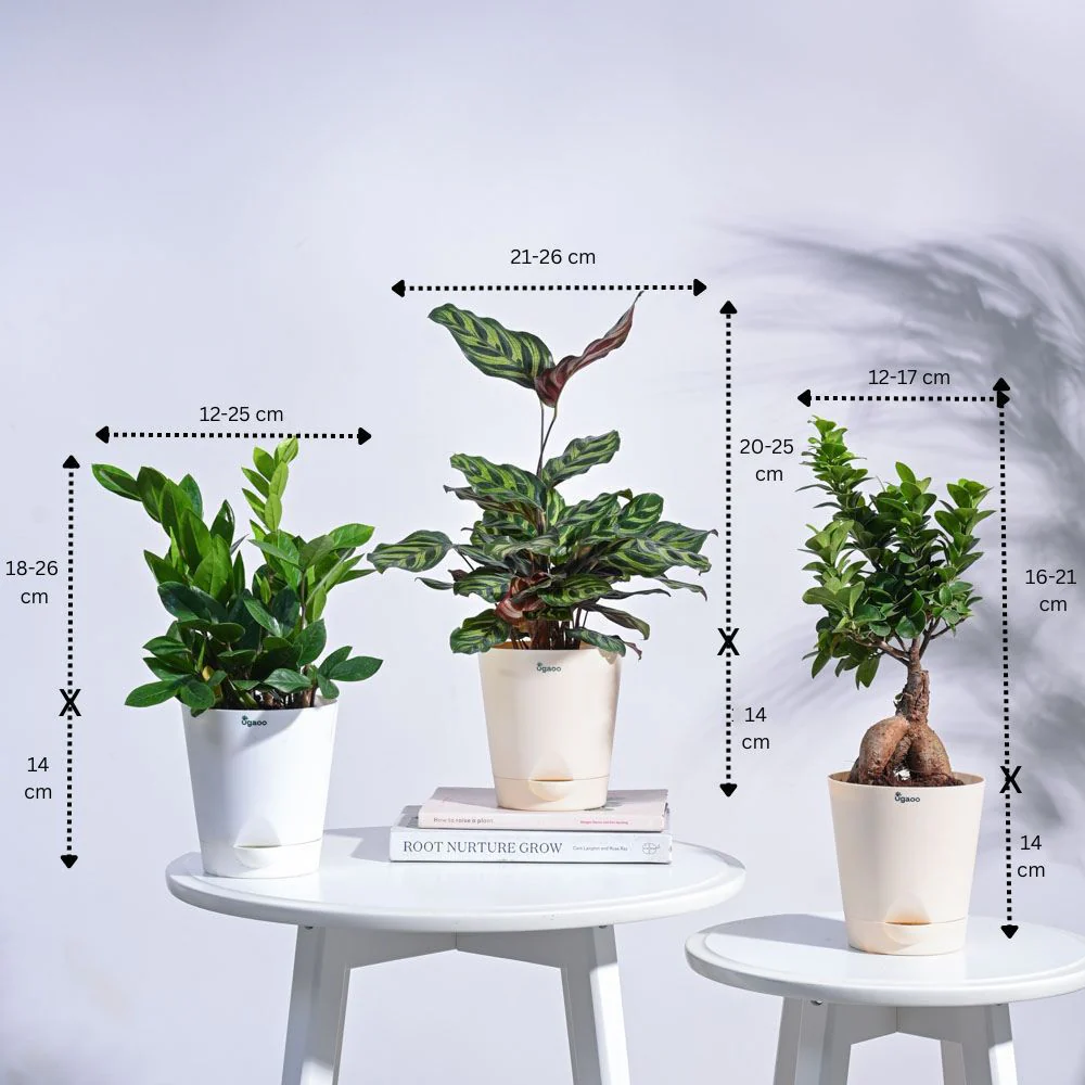 Green Oasis Indoor Plant Bundle - Image 3