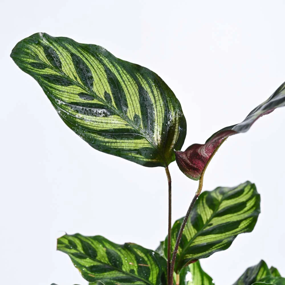 Green Oasis Indoor Plant Bundle - Image 4