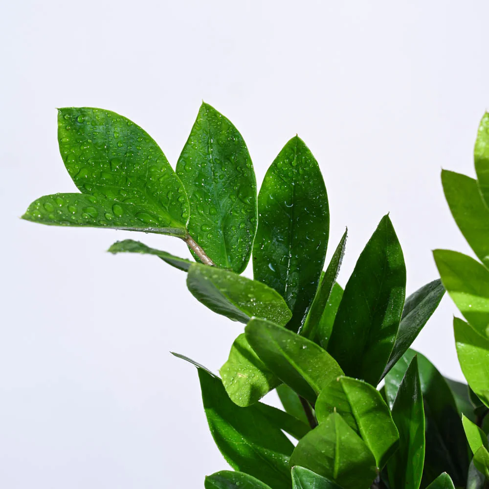 Green Oasis Indoor Plant Bundle - Image 5
