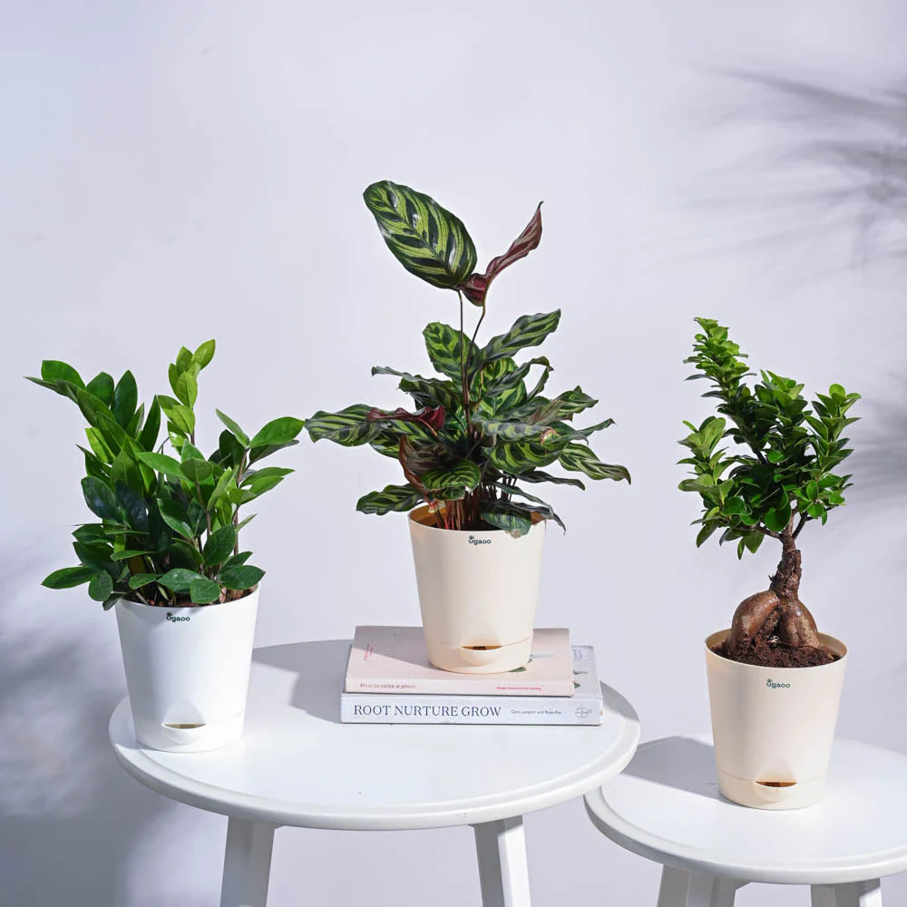 Green Oasis Indoor Plant Bundle - Image 7