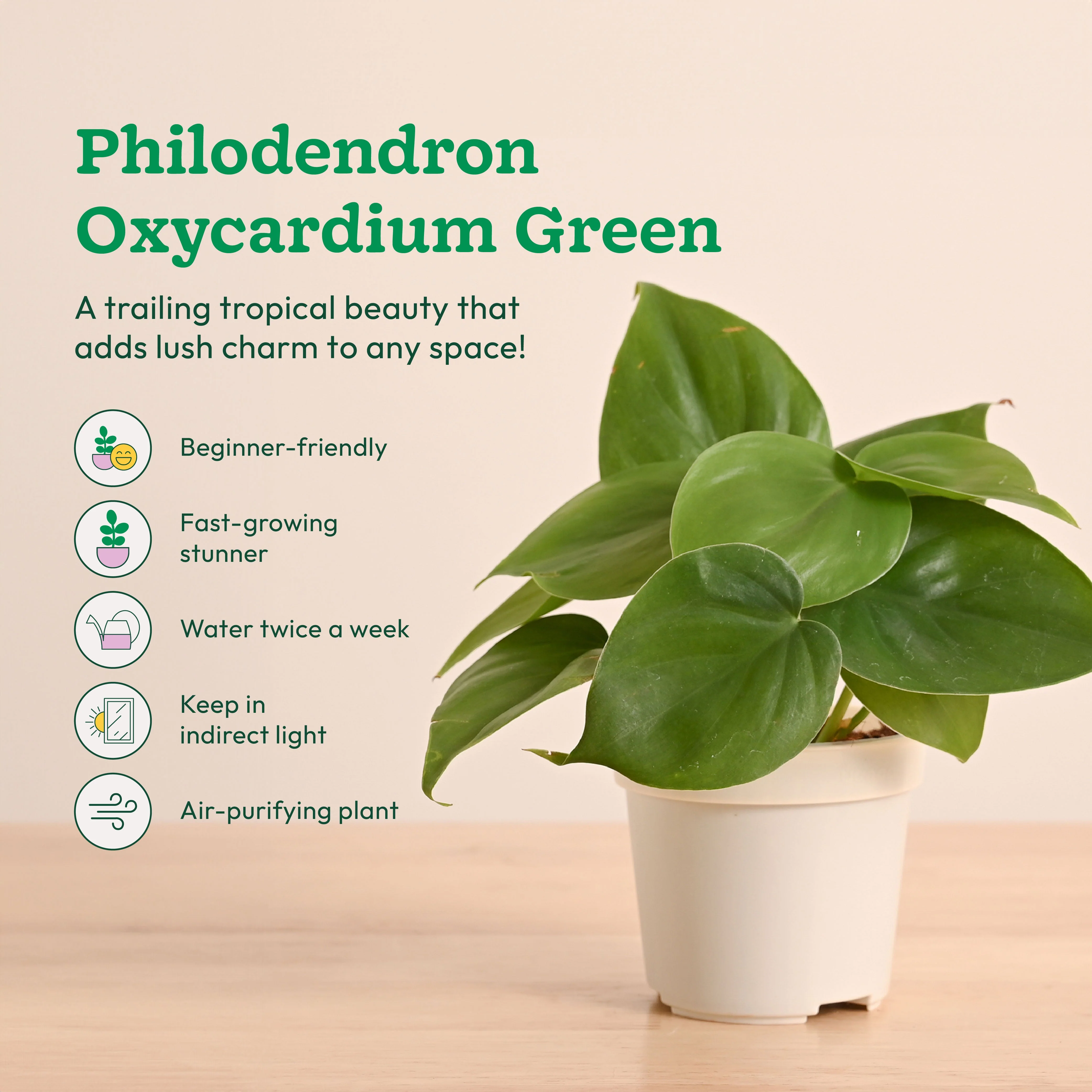 Live Indoor Plant Collection (Set of 4): Low Maintenance Plants - Image 3