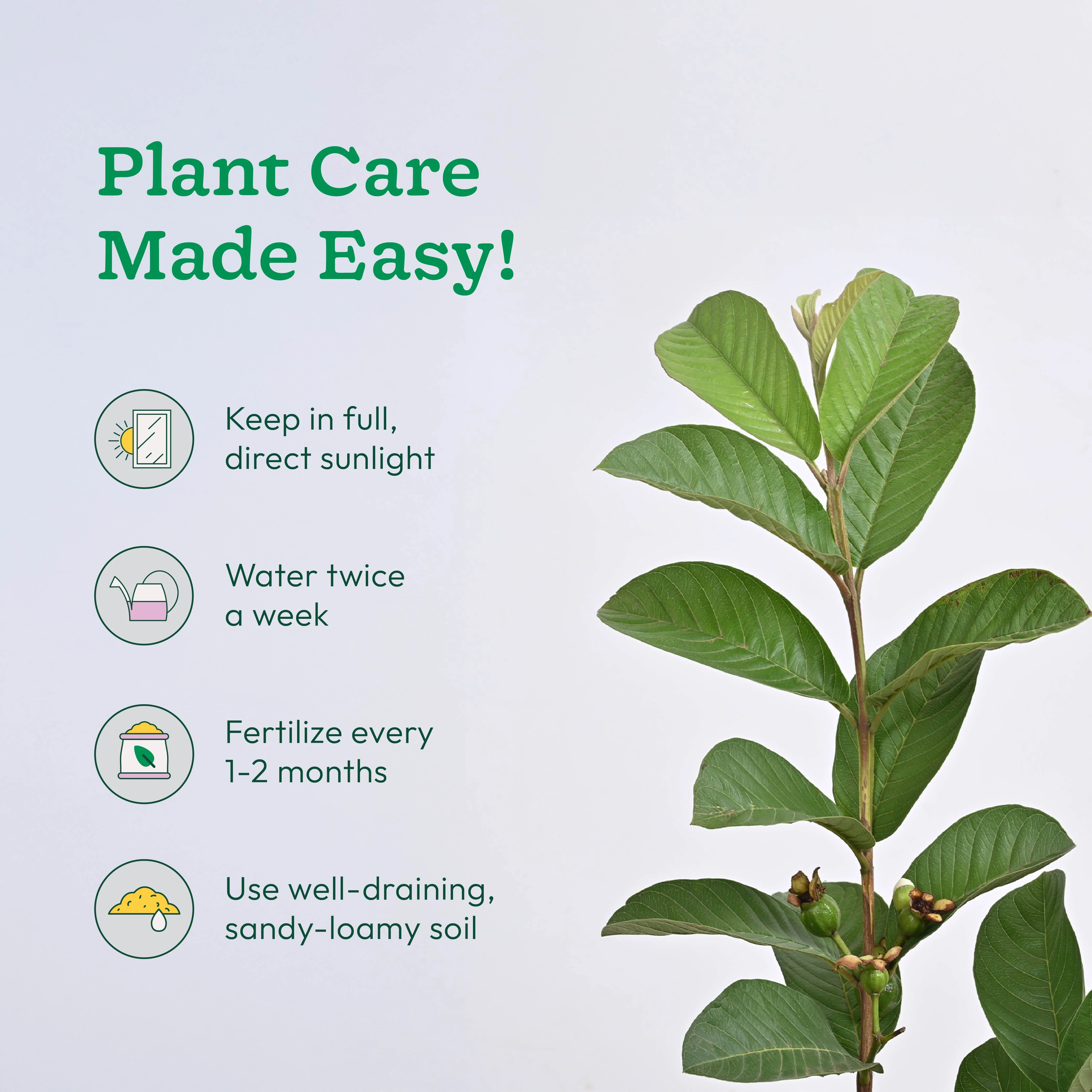 Guava Plant with Grow Bag - Image 3