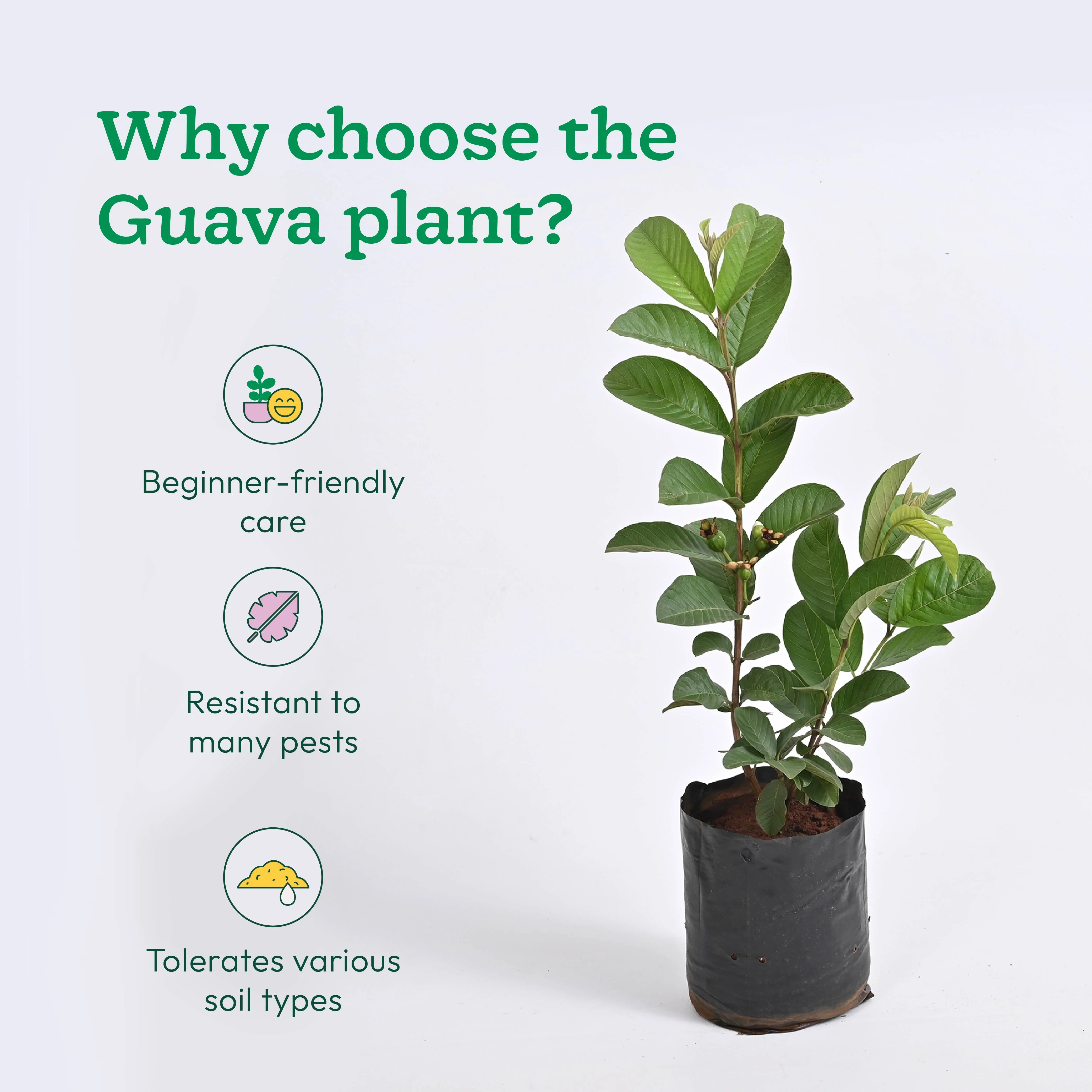 Guava Plant with Grow Bag - Image 4