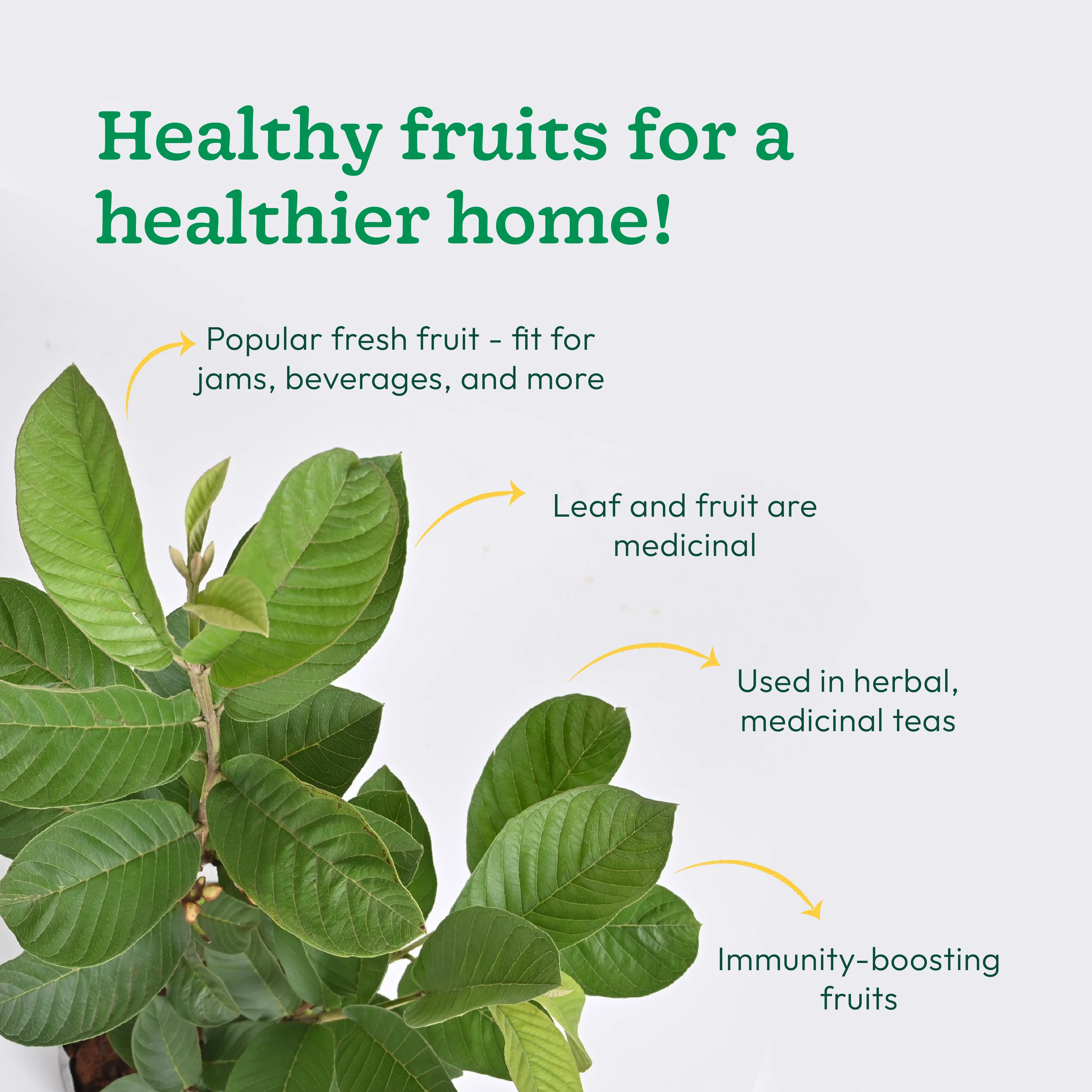 Guava Plant with Grow Bag - Image 5