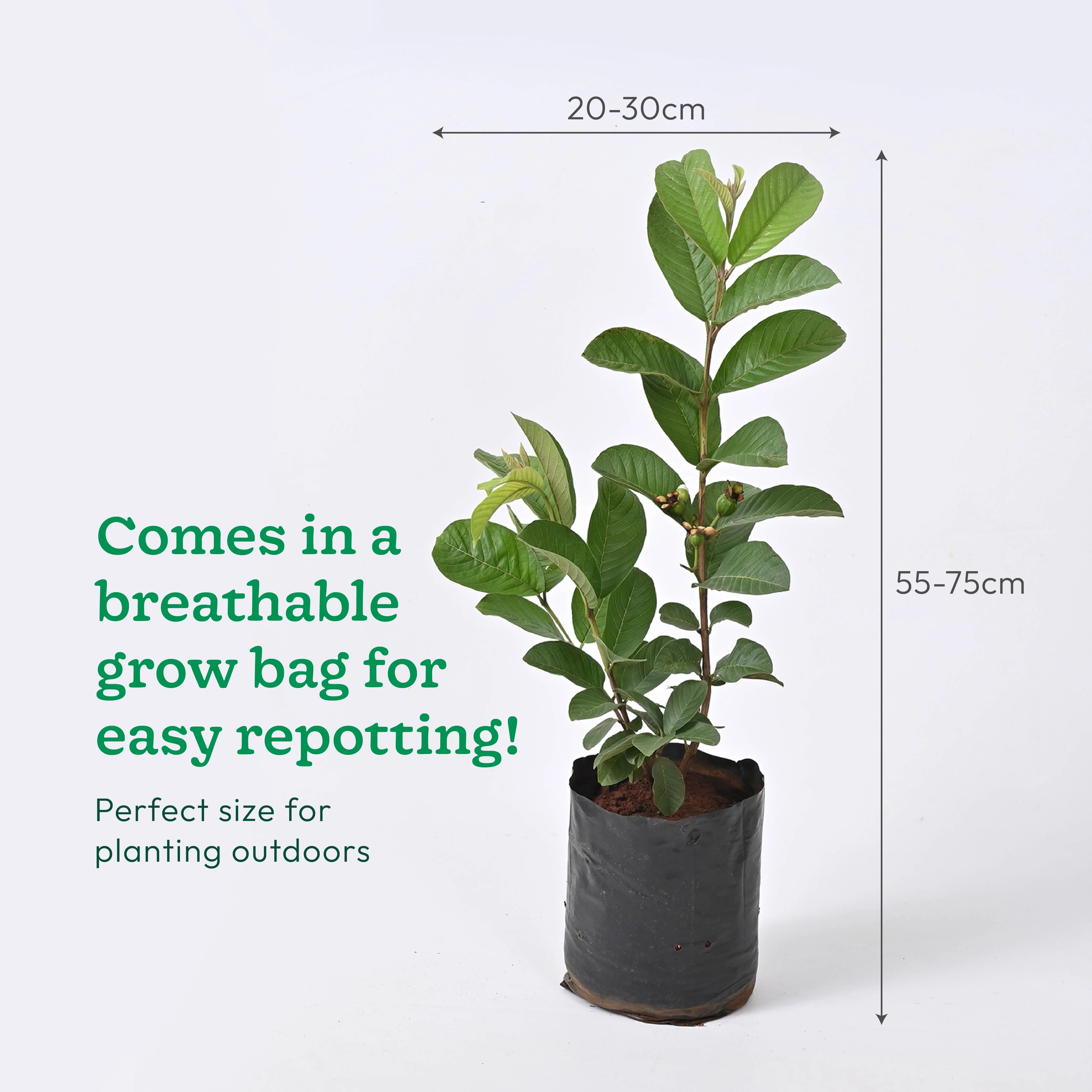 Guava Plant with Grow Bag - Image 6