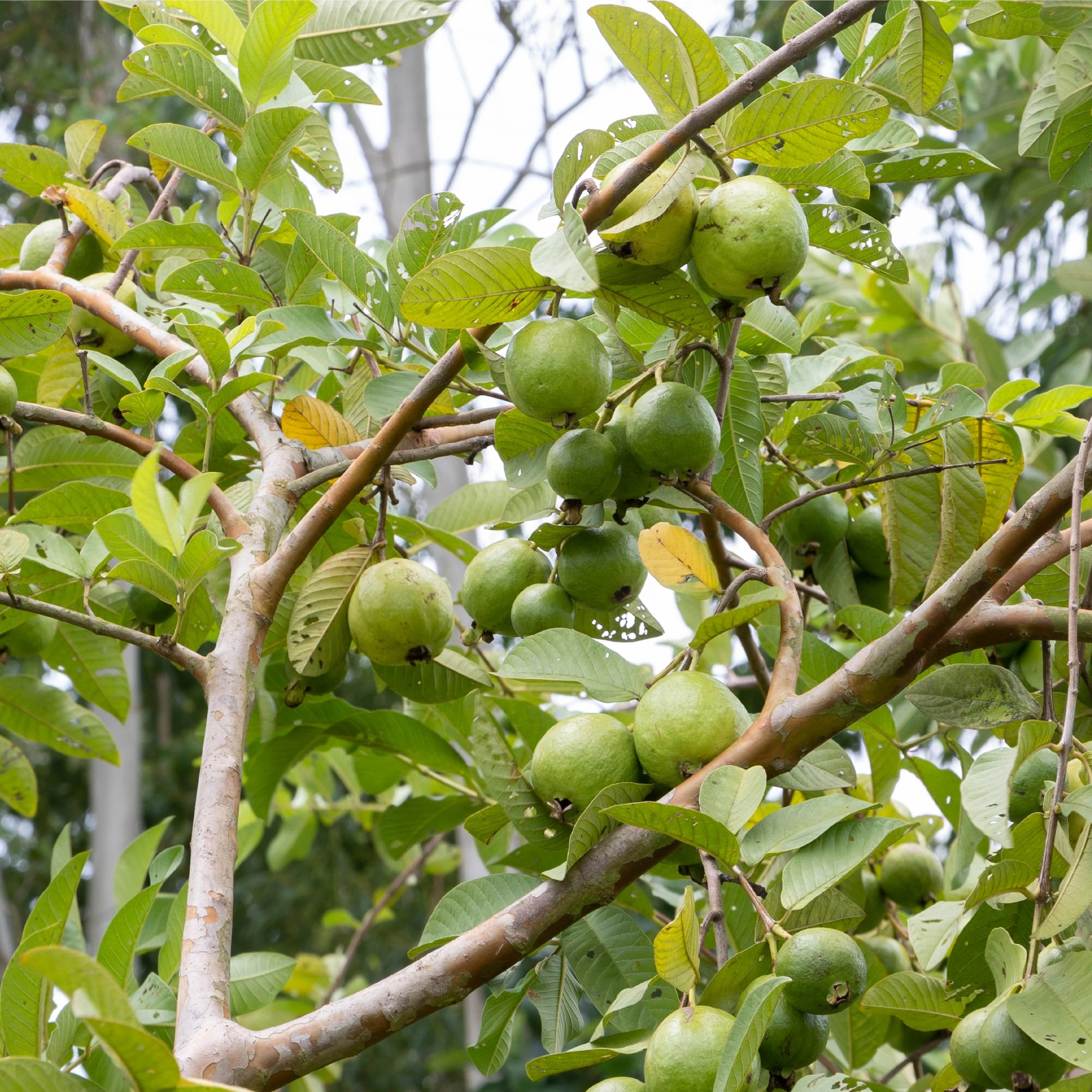 Guava Plant with Grow Bag - Image 7