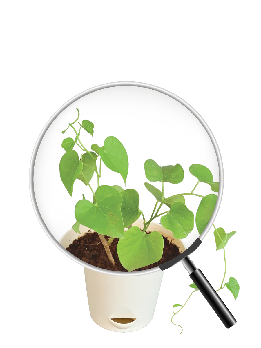 Gulvel Plant - Image 4