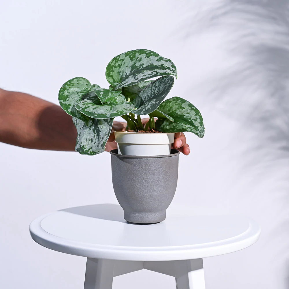 Gunmetal Goblet Planter - Image 16