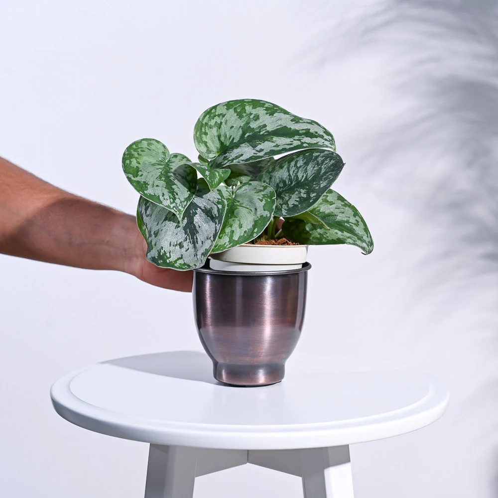 Gunmetal Goblet Planter - Image 6