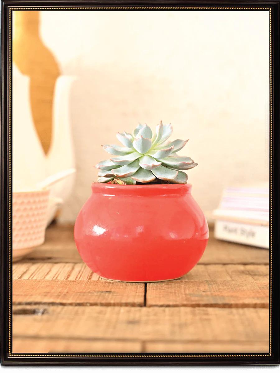 Handi Ceramic Pot (4 Inch Diameter) - Image 7
