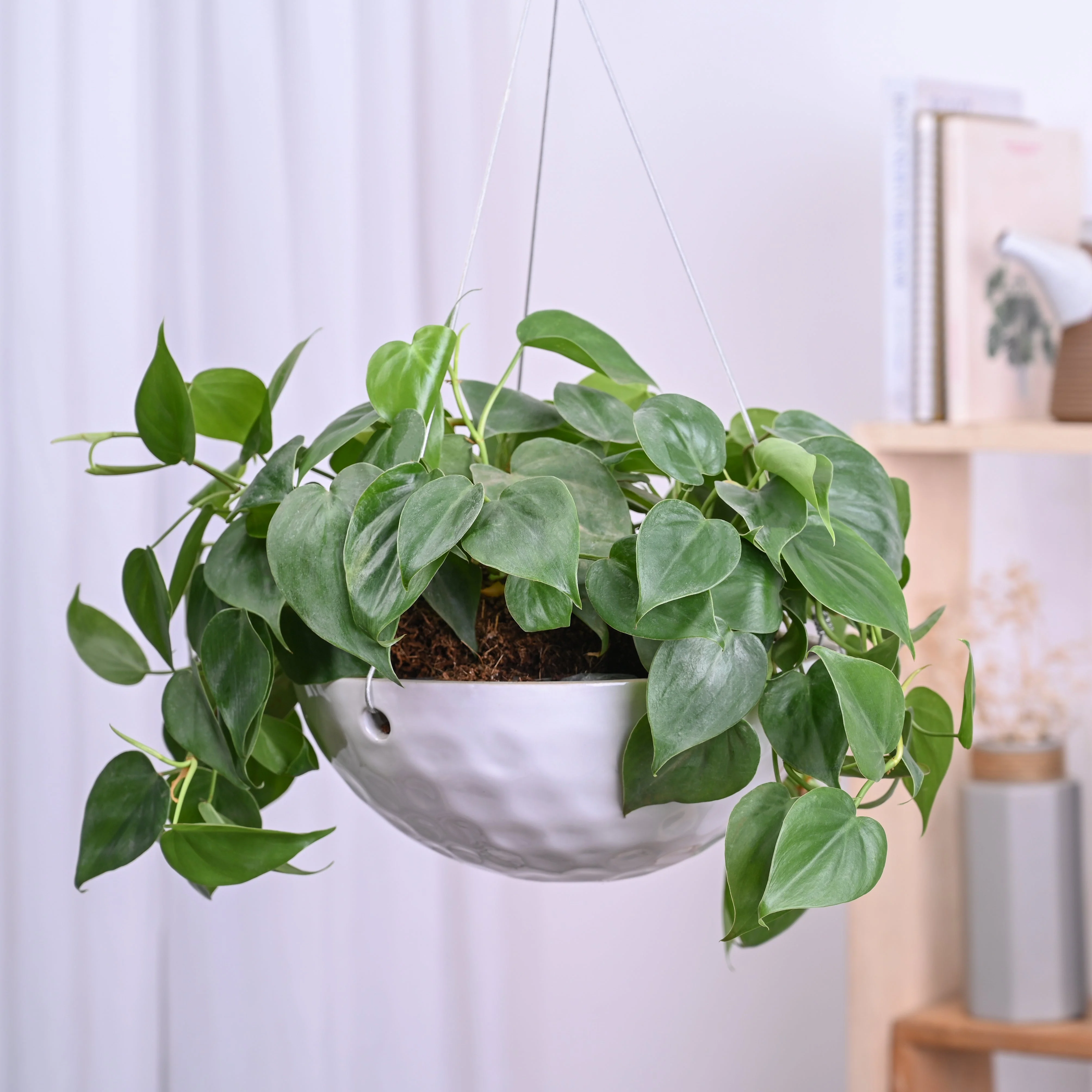 Hanging Ceramic Planters Petrichor Smite - Image 19