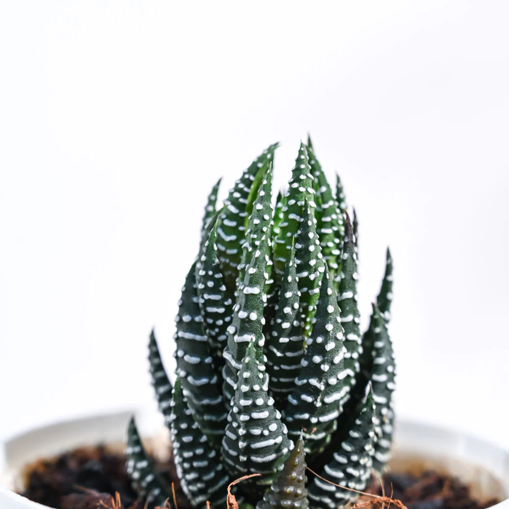 Haworthia Coarctata Plant - Image 28