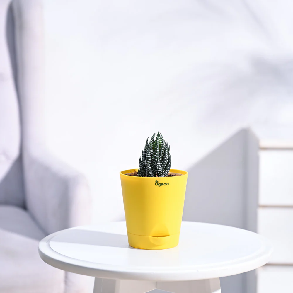 Haworthia Coarctata Plant - Image 30