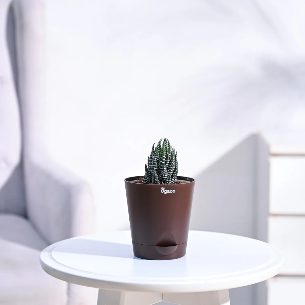 Haworthia Coarctata Plant - Image 33