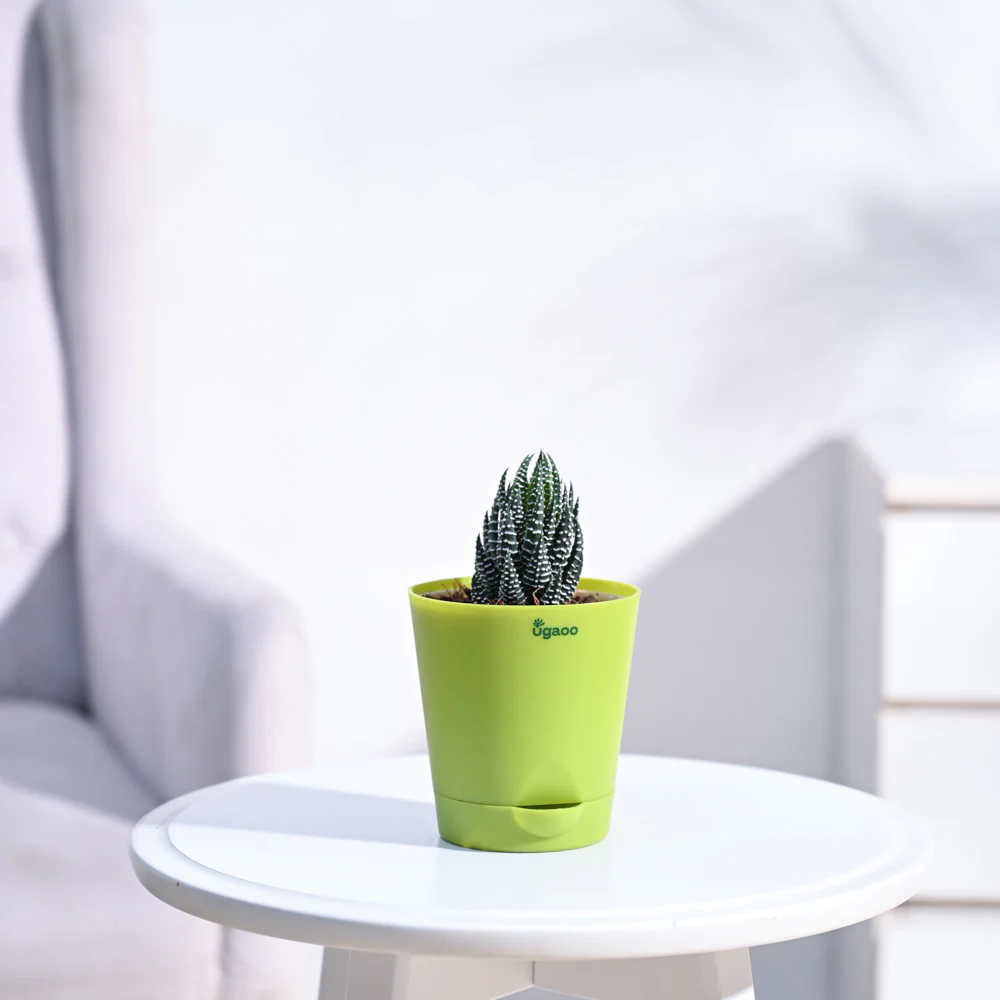 Haworthia Coarctata Plant - Image 36
