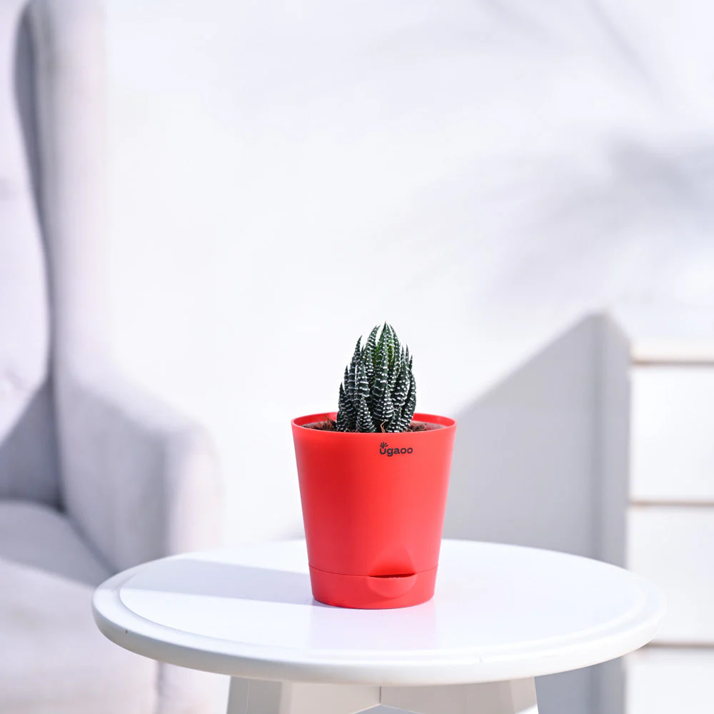 Haworthia Coarctata Plant - Image 39