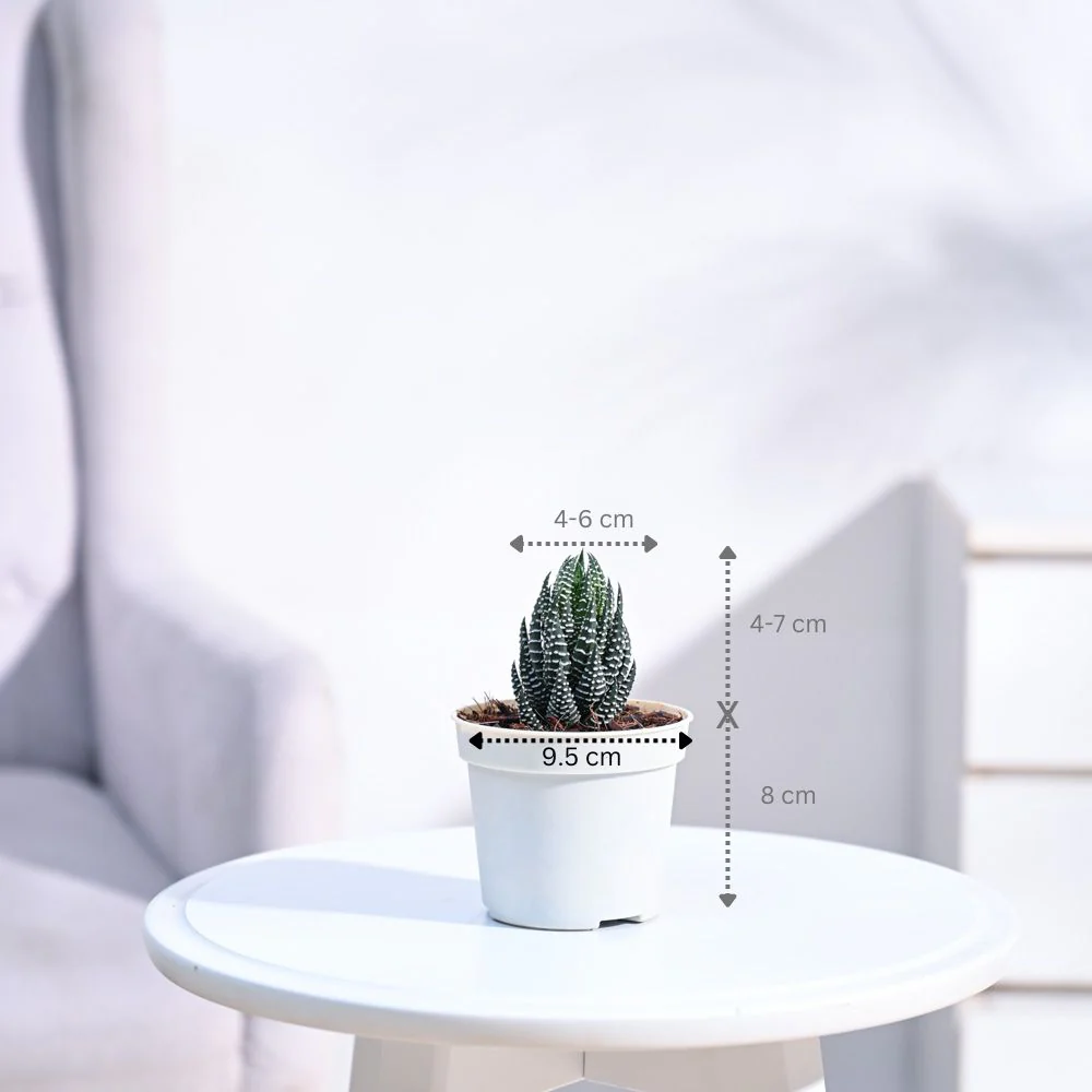 Haworthia Coarctata Plant - Image 4