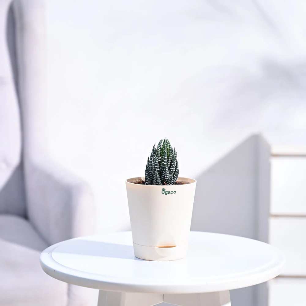 Haworthia Coarctata Plant - Image 41