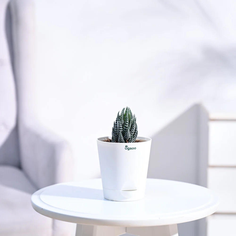 Haworthia Coarctata Plant - Image 43