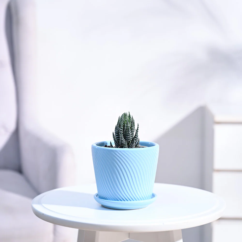 Haworthia Coarctata Plant - Image 45