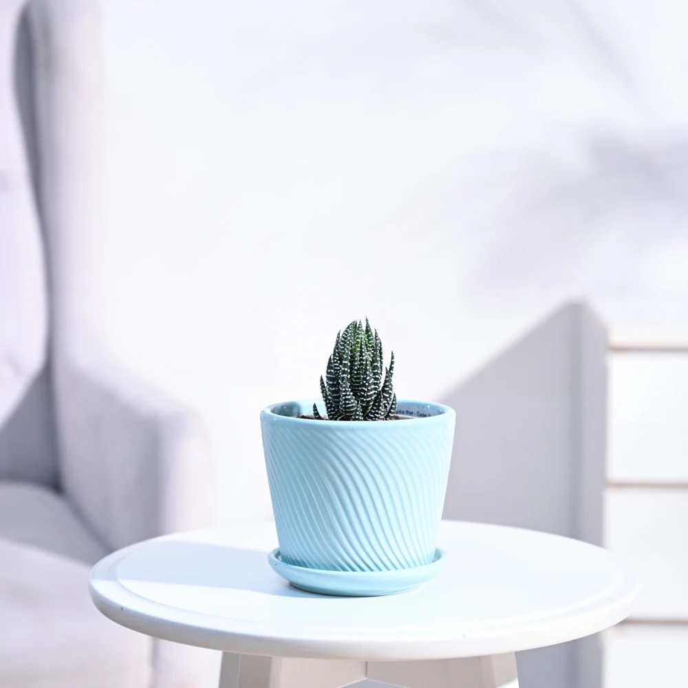 Haworthia Coarctata Plant - Image 47