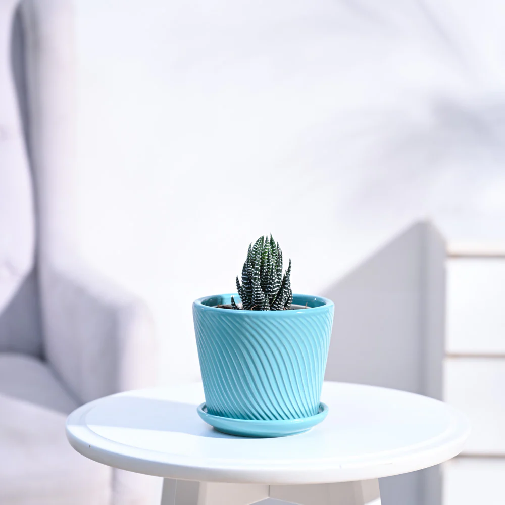 Haworthia Coarctata Plant - Image 51