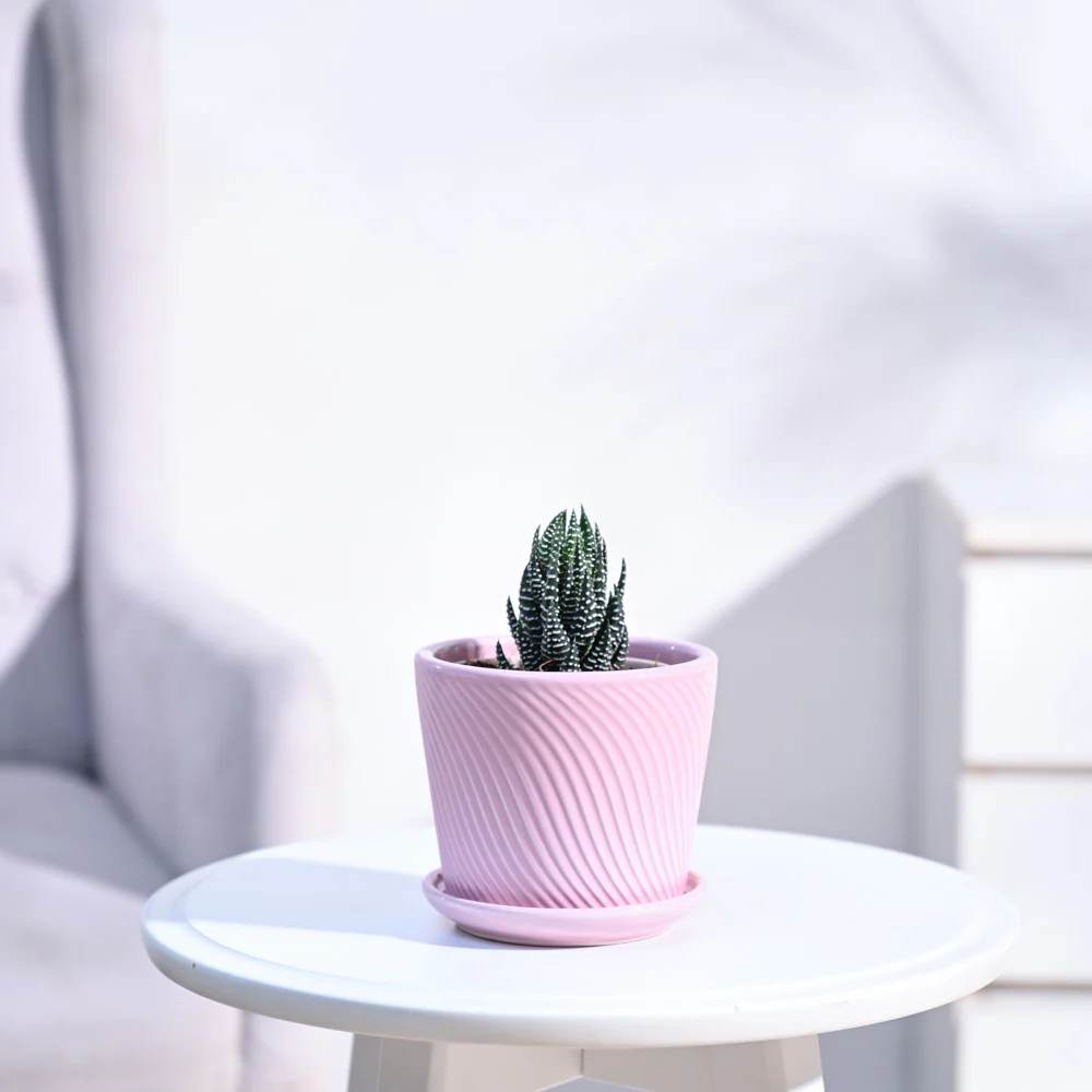 Haworthia Coarctata Plant - Image 54
