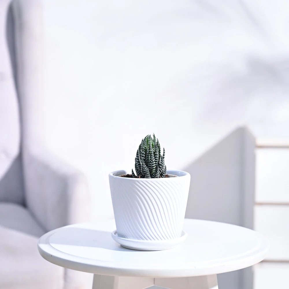Haworthia Coarctata Plant - Image 55