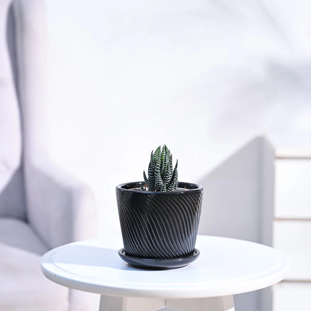 Haworthia Coarctata Plant - Image 57