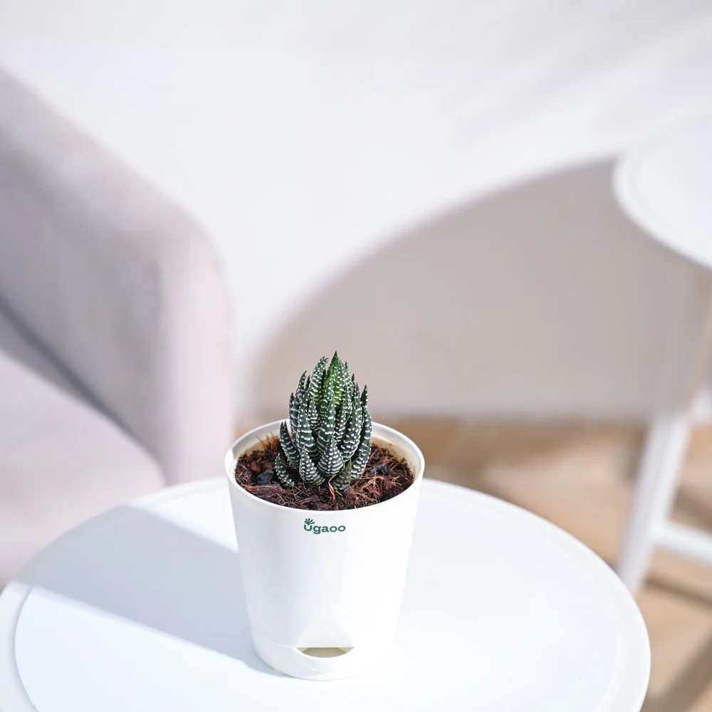 Haworthia Coarctata Plant - Image 69