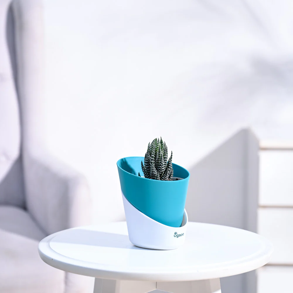 Haworthia Coarctata Plant - Image 70