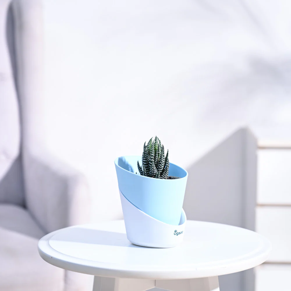 Haworthia Coarctata Plant - Image 73