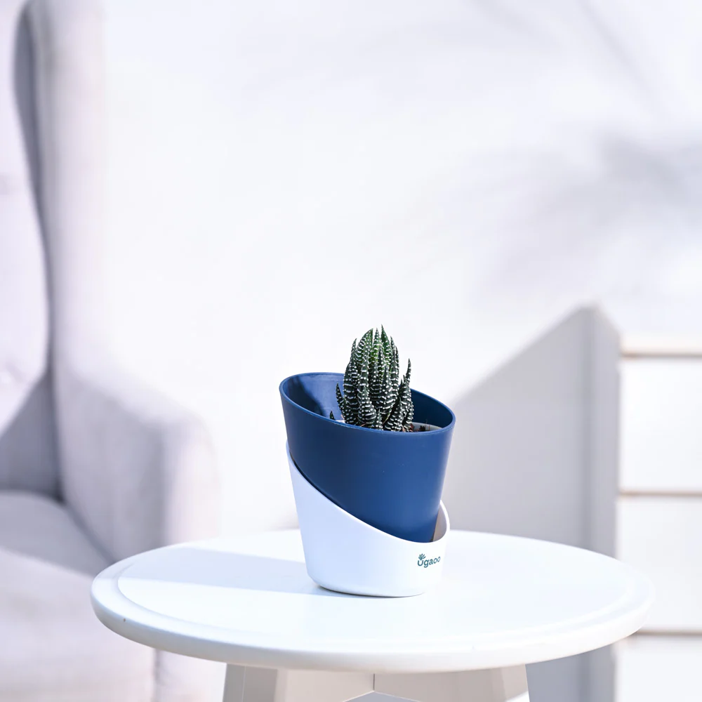Haworthia Coarctata Plant - Image 77