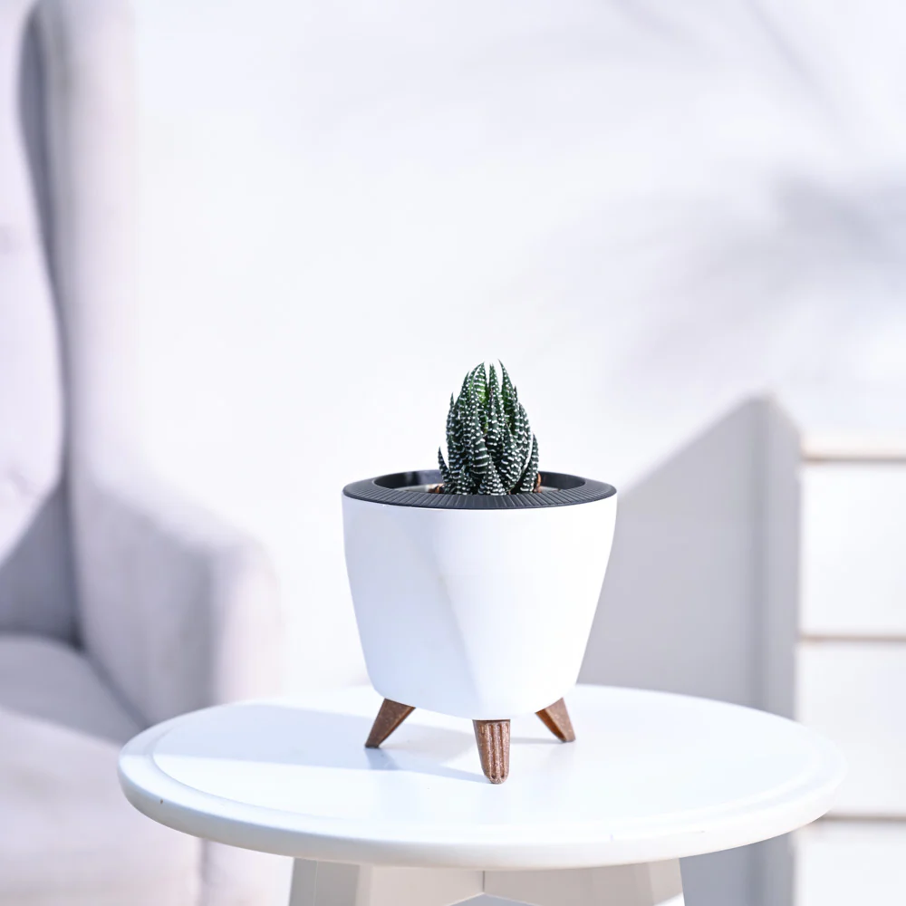Haworthia Coarctata Plant - Image 84