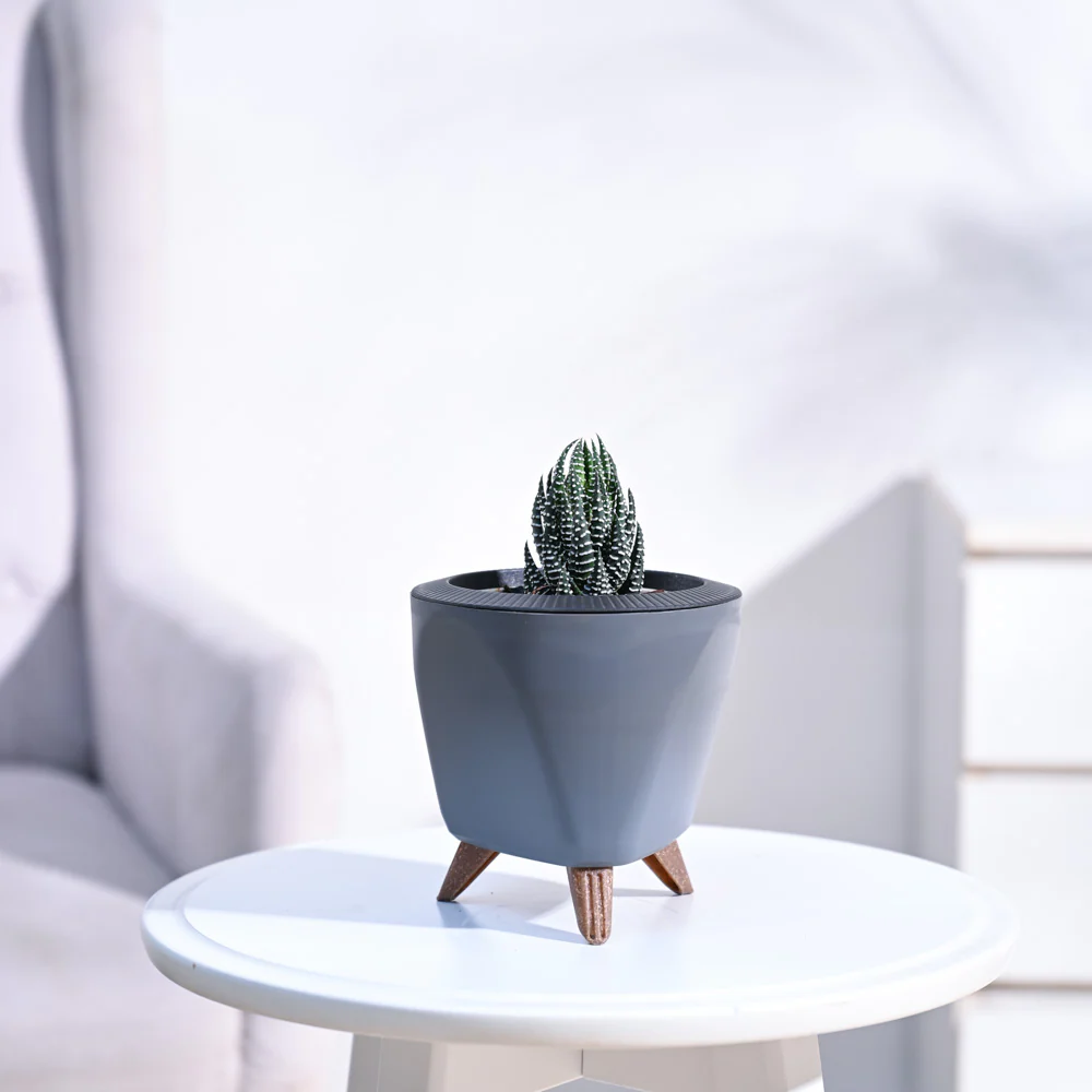 Haworthia Coarctata Plant - Image 85