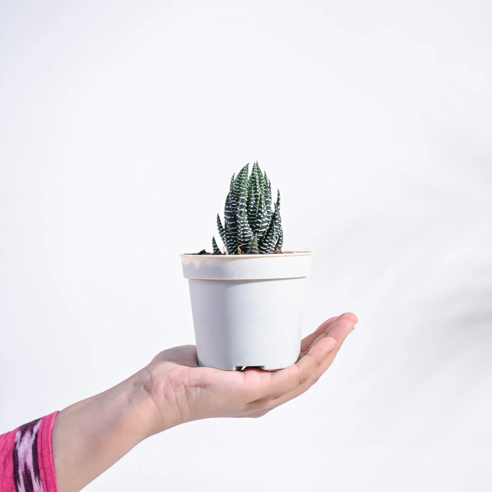 Haworthia Coarctata Plant - Image 88