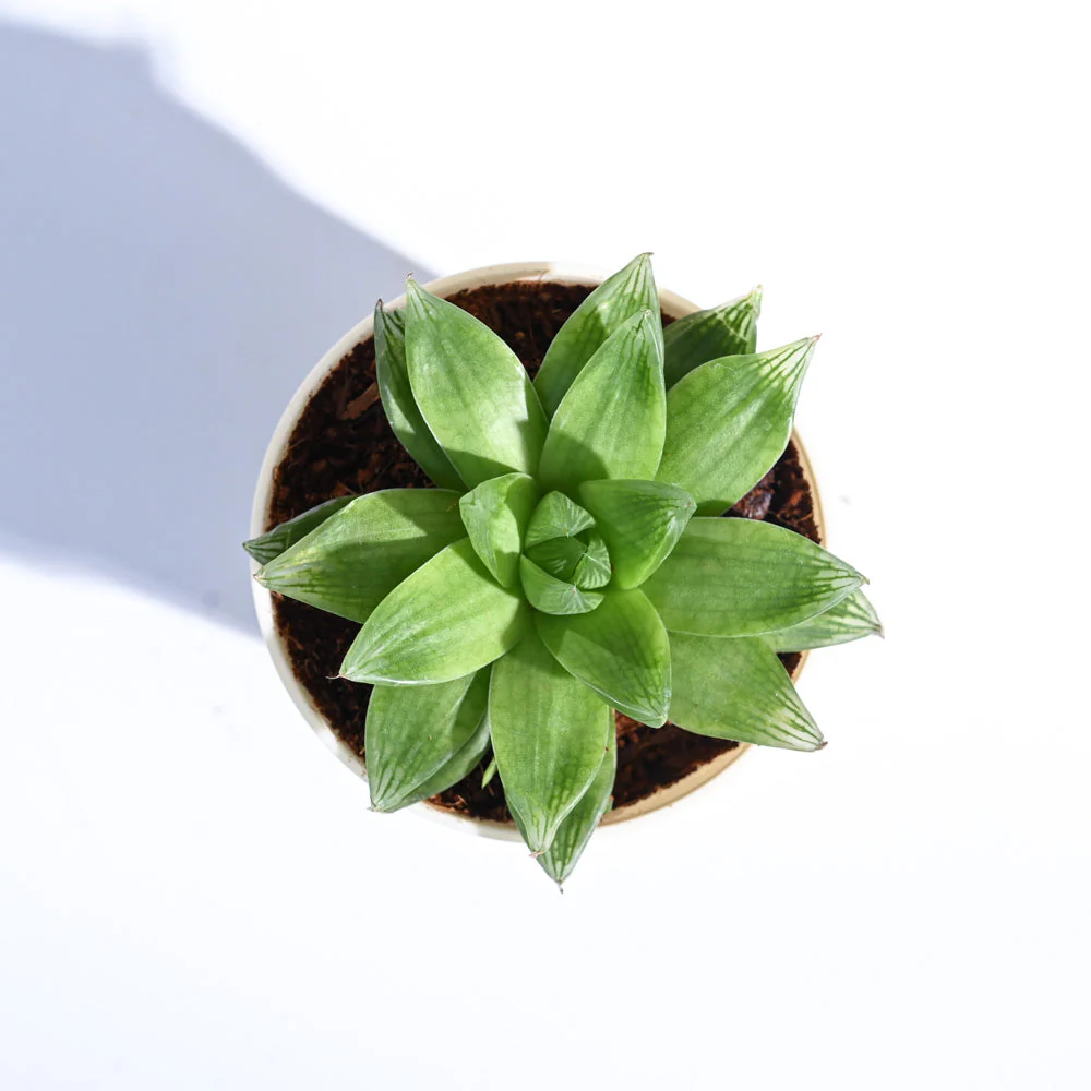 Haworthia Cooperi Fleshy For Environment Day Gifting - Image 13