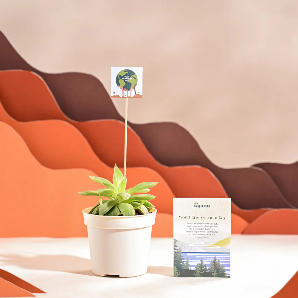 Haworthia Cooperi Fleshy For Environment Day Gifting - Image 21