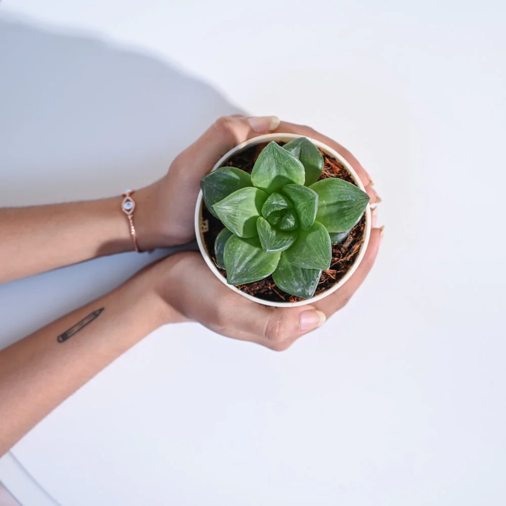 Haworthia Cymbiformis Plant - Image 20