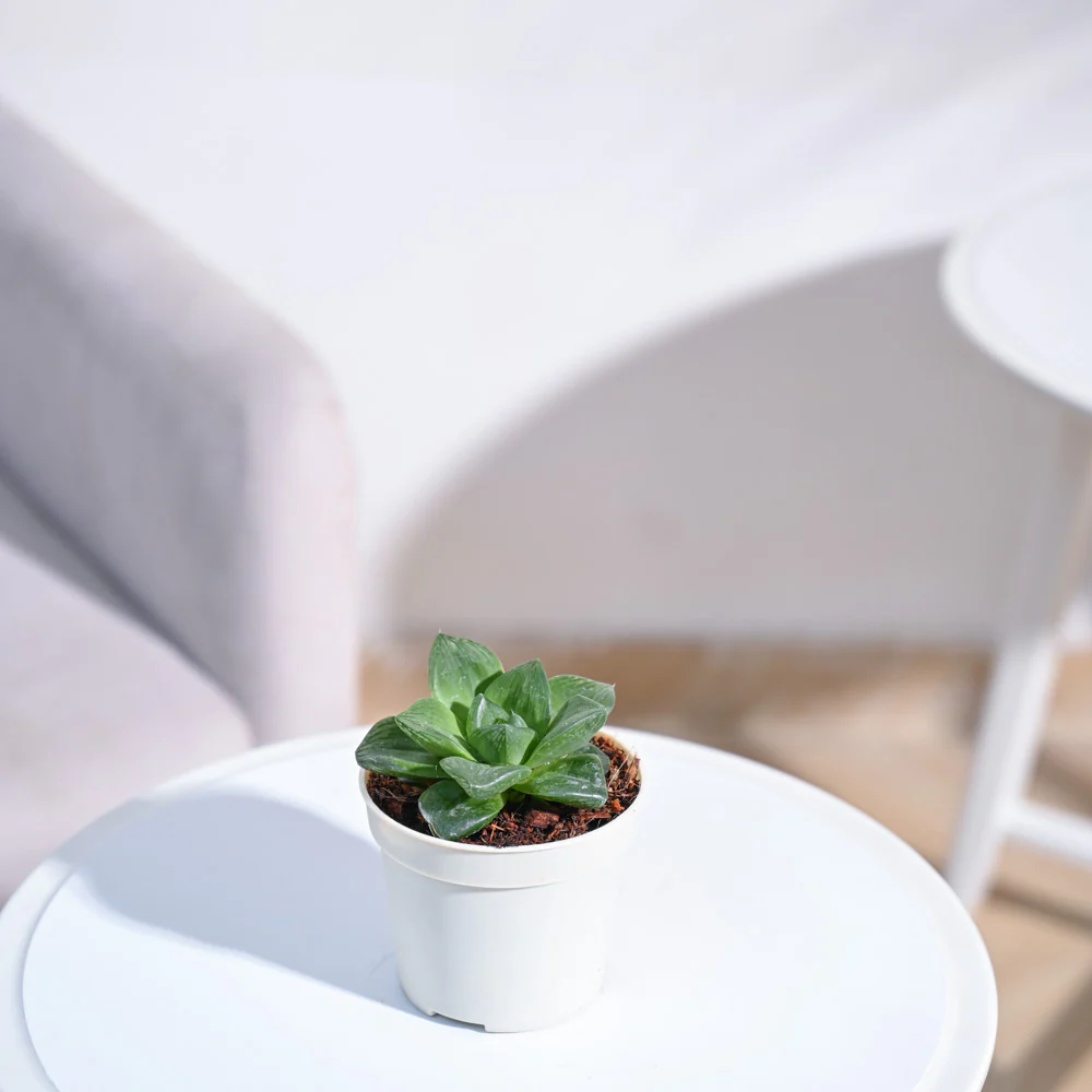 Haworthia Cymbiformis Plant - Image 5