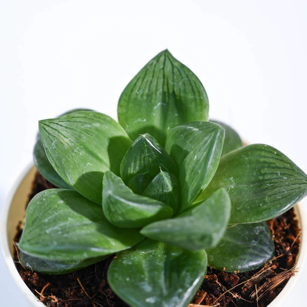 Haworthia Cymbiformis Plant - Image 82