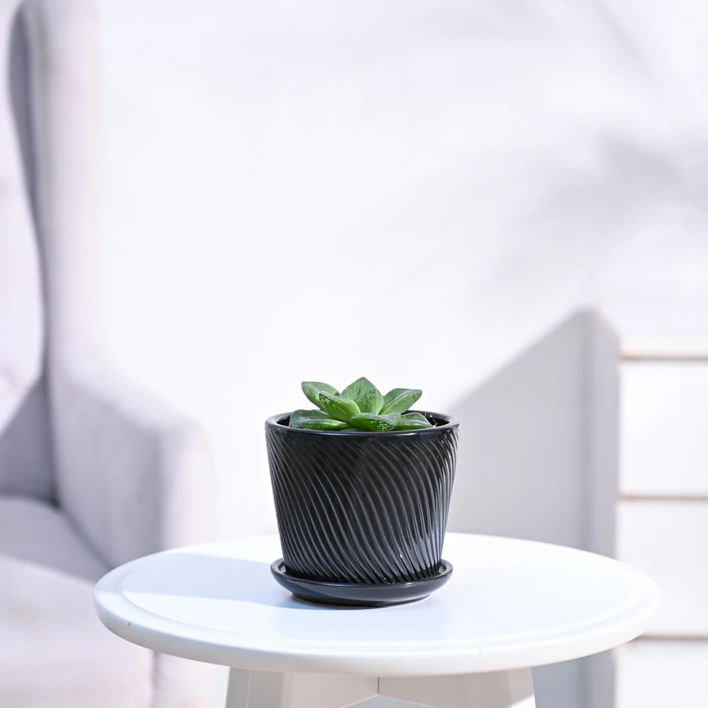 Haworthia Cymbiformis Plant - Image 9