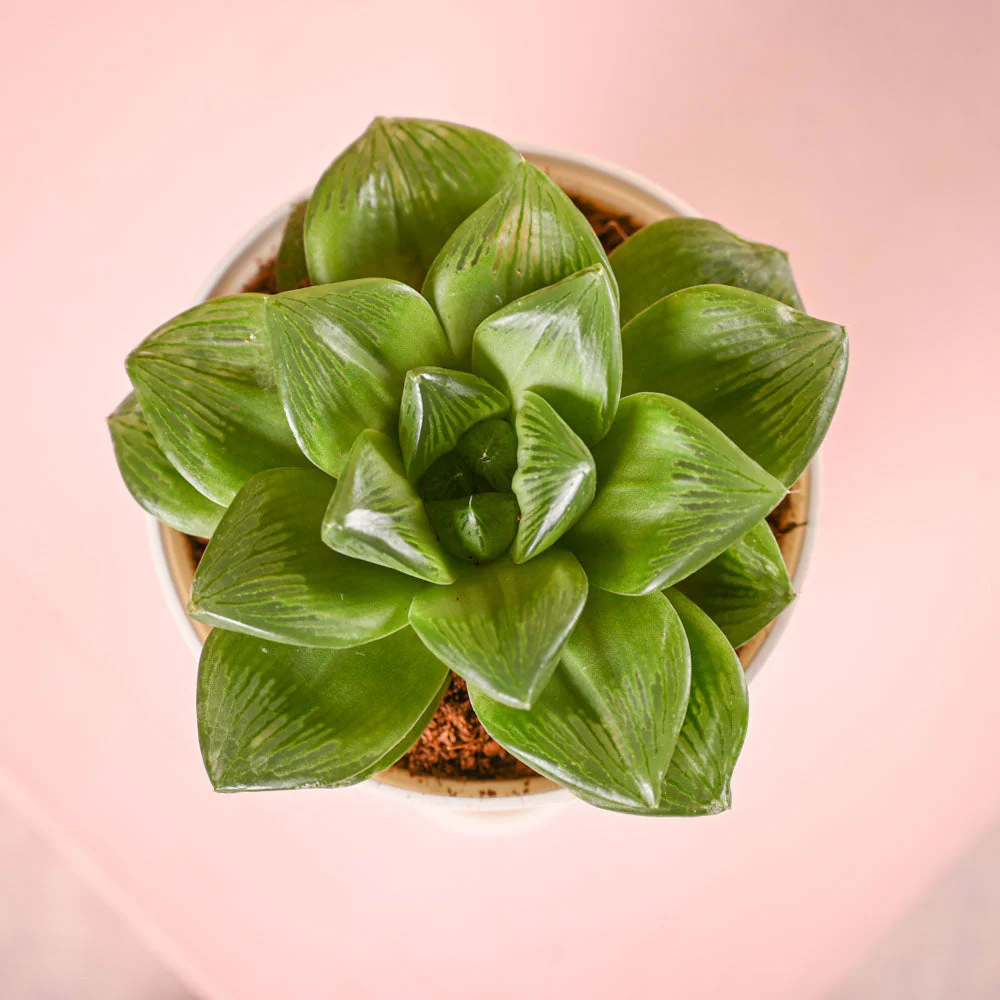 Haworthia Cymbiformis Plant and Nutki Snacks Diwali Gift Hamper - Image 4