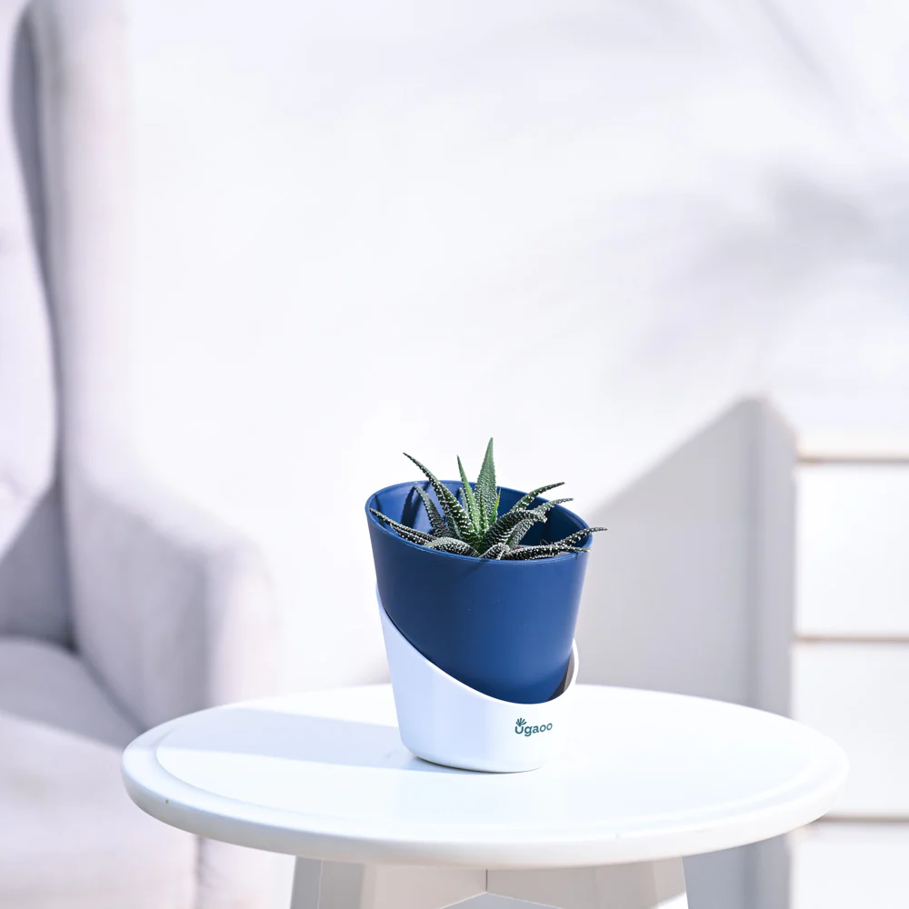 Haworthia Fasciata Plant - Image 11