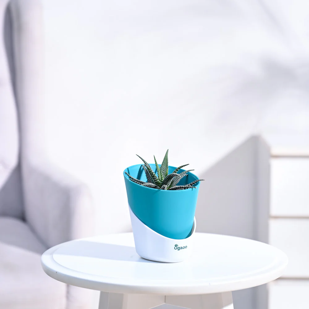 Haworthia Fasciata Plant - Image 12