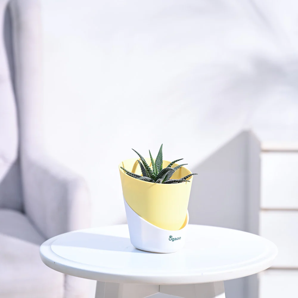 Haworthia Fasciata Plant - Image 13