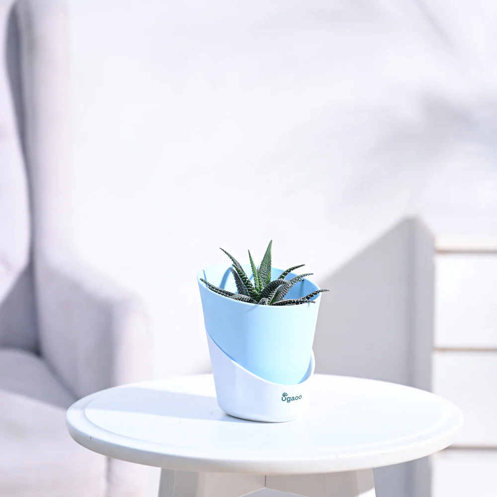 Haworthia Fasciata Plant - Image 14