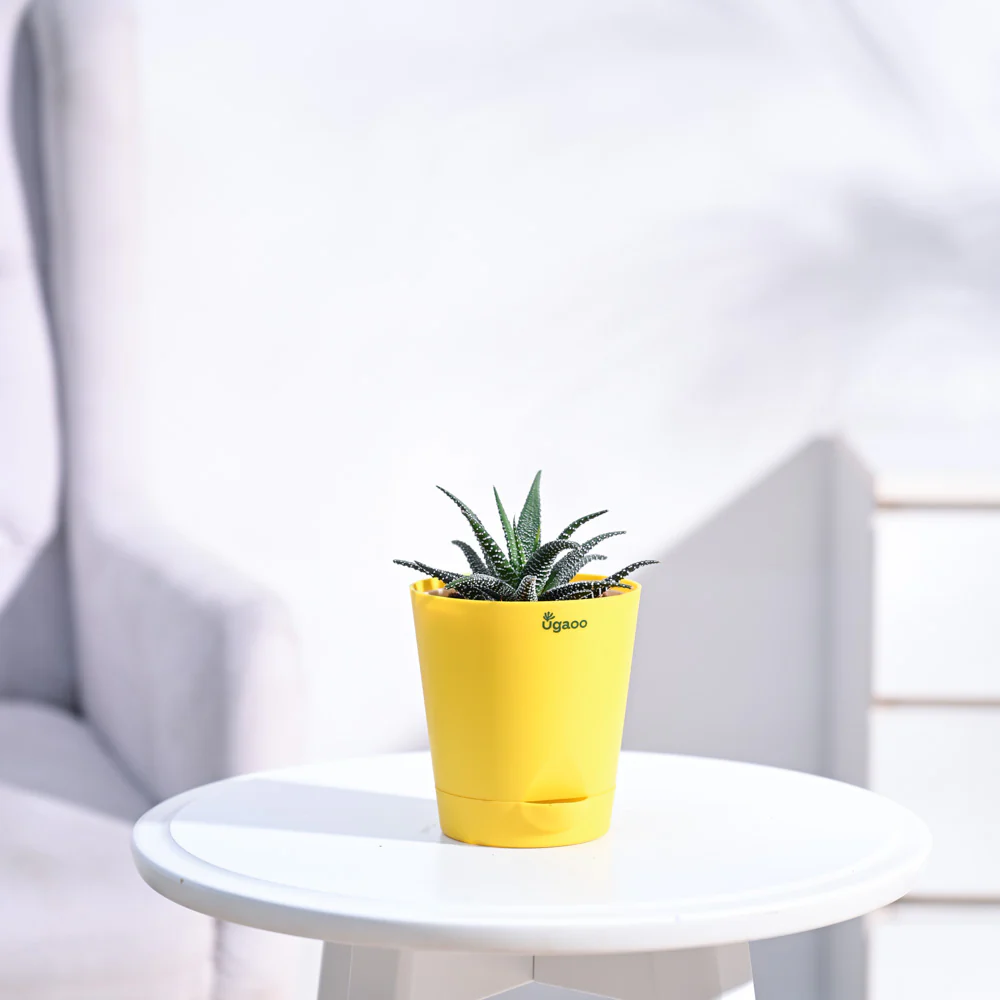 Haworthia Fasciata Plant - Image 16
