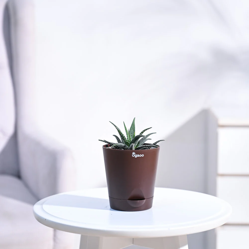 Haworthia Fasciata Plant - Image 18